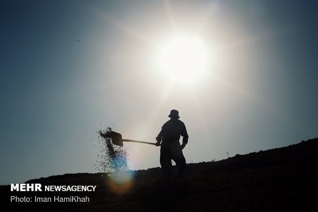 Harvesting grapes in Malayer