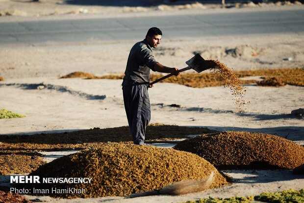 Harvesting grapes in Malayer