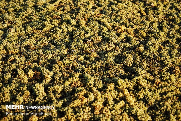 Harvesting grapes in Malayer