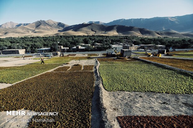 Harvesting grapes in Malayer