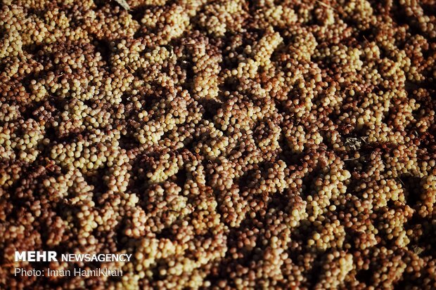 Harvesting grapes in Malayer