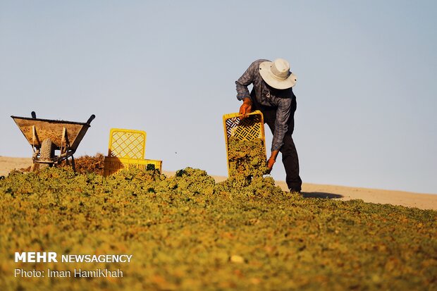 Harvesting grapes in Malayer