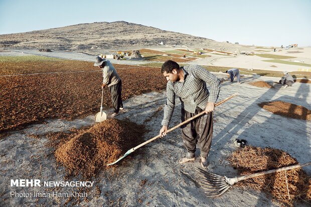 Harvesting grapes in Malayer