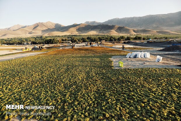 Harvesting grapes in Malayer