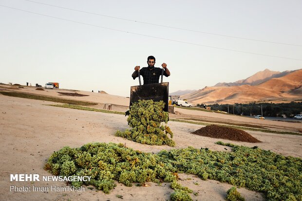 Harvesting grapes in Malayer