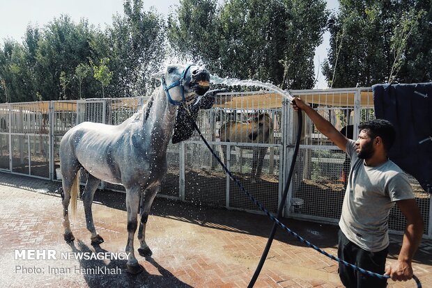 Iran’s show jumping championship