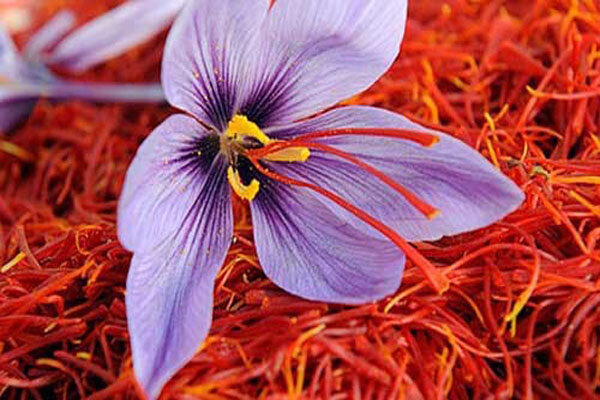 Iran’s saffron output to hit 430 tons this year