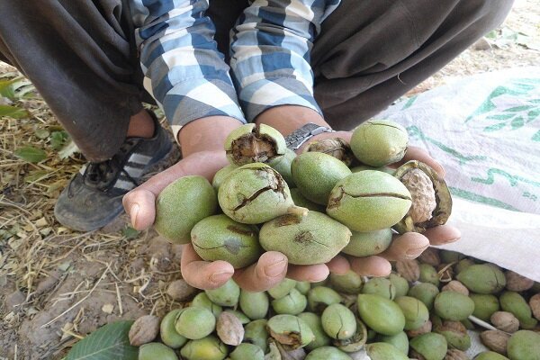 برداشت گردو از باغات کردستان آغاز شد/پیش‌بینی برداشت ۱۸ هزار تن