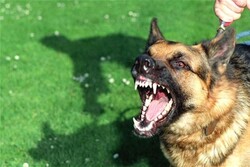 سیالکوٹ میں پاگل کتے نے 23 افراد کو کاٹ لیا