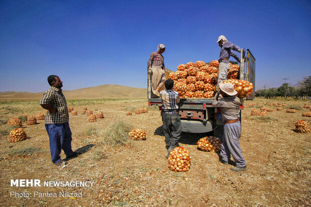 Harvesting onion in Chaharmahal and Bakhtiari prov.
