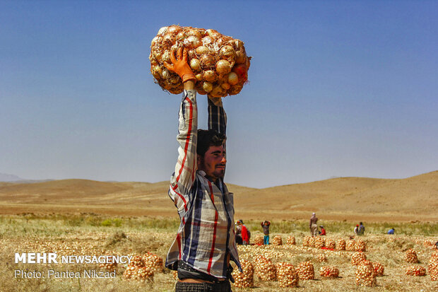 Harvesting onion in Chaharmahal and Bakhtiari prov.