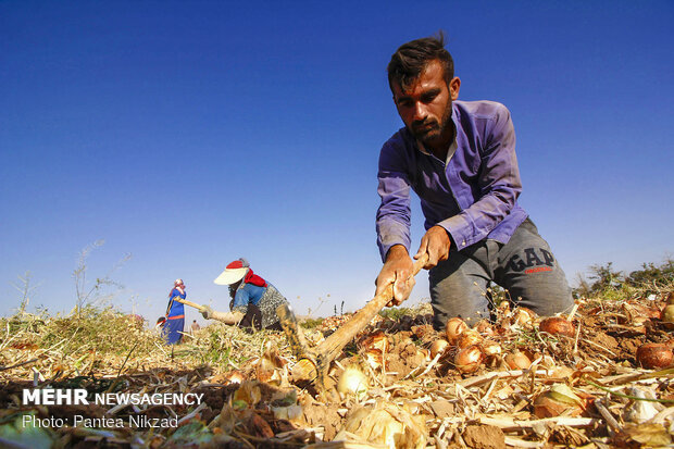 Harvesting onion in Chaharmahal and Bakhtiari prov.