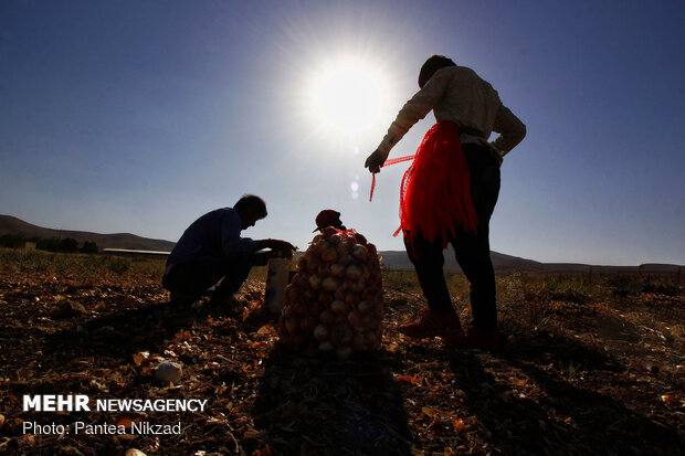 Harvesting onion in Chaharmahal and Bakhtiari prov.