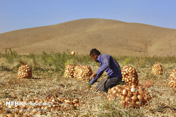 Harvesting onion in Chaharmahal and Bakhtiari prov.