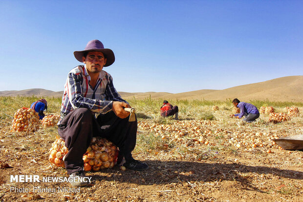 Harvesting onion in Chaharmahal and Bakhtiari prov.