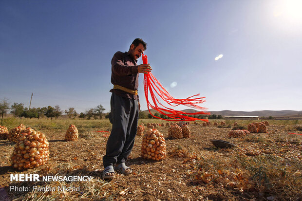 Harvesting onion in Chaharmahal and Bakhtiari prov.