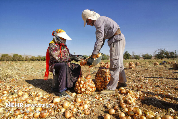 Harvesting onion in Chaharmahal and Bakhtiari prov.