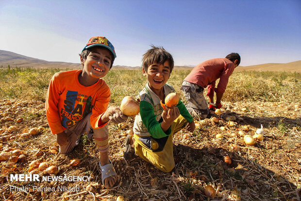 Harvesting onion in Chaharmahal and Bakhtiari prov.