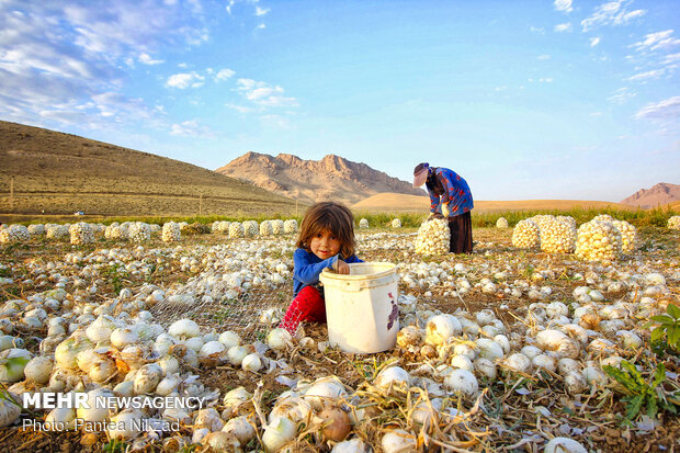 Harvesting onion in Chaharmahal and Bakhtiari prov.