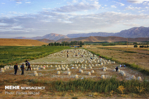 Harvesting onion in Chaharmahal and Bakhtiari prov.