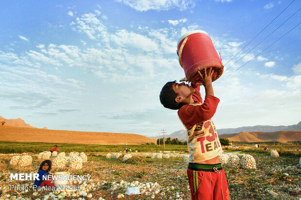 Harvesting onion in Chaharmahal and Bakhtiari prov.