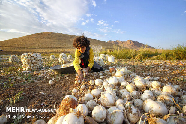 Harvesting onion in Chaharmahal and Bakhtiari prov.