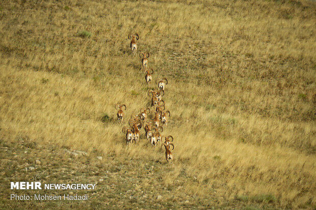 Iran’s Golestan National Park