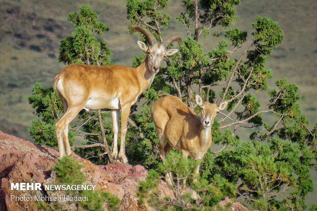 Iran’s Golestan National Park