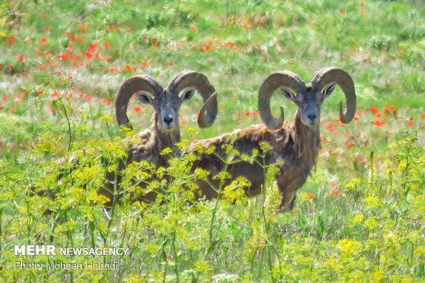 Iran’s Golestan National Park