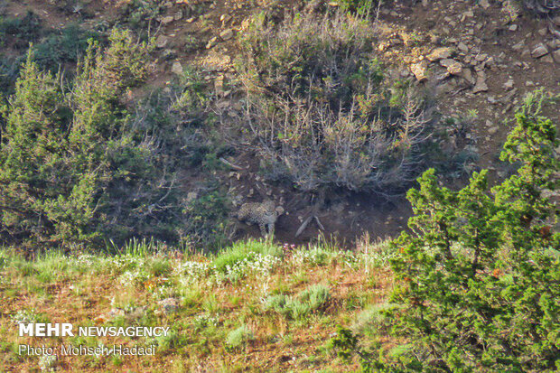 Iran’s Golestan National Park