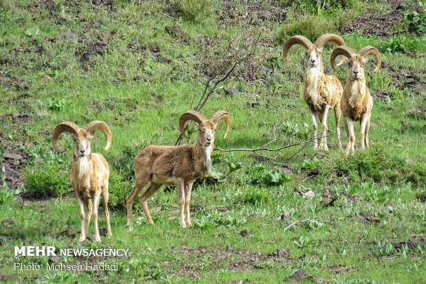 Iran’s Golestan National Park