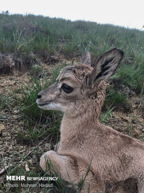 Iran’s Golestan National Park