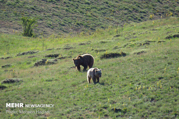 Iran’s Golestan National Park