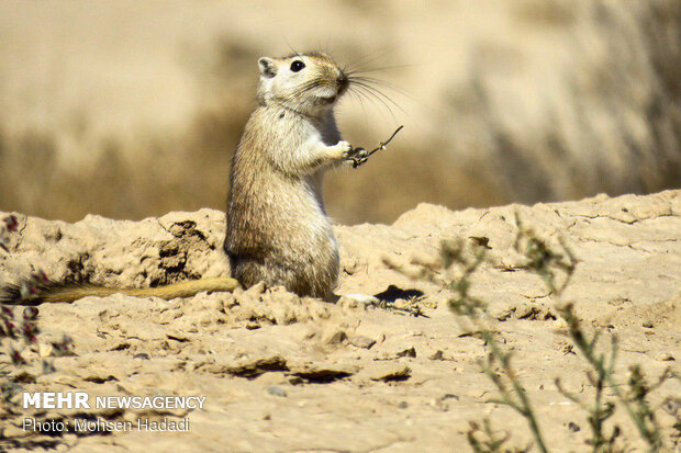 Iran’s Golestan National Park