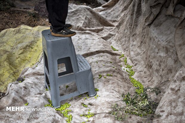 Olive harvest in Rudbar, N Iran