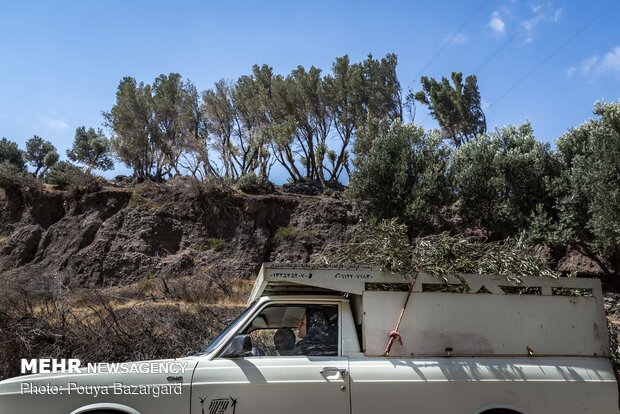 Olive harvest in Rudbar, N Iran