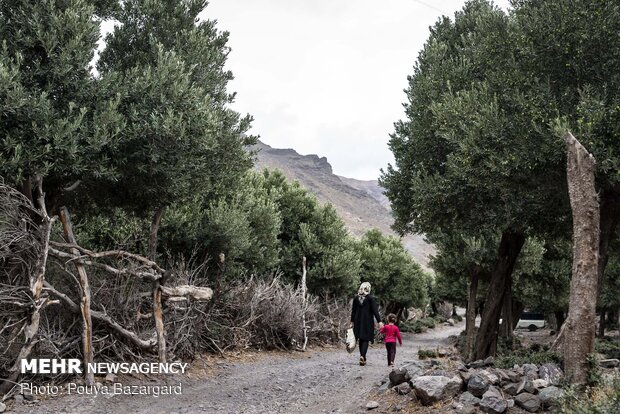 Olive harvest in Rudbar, N Iran