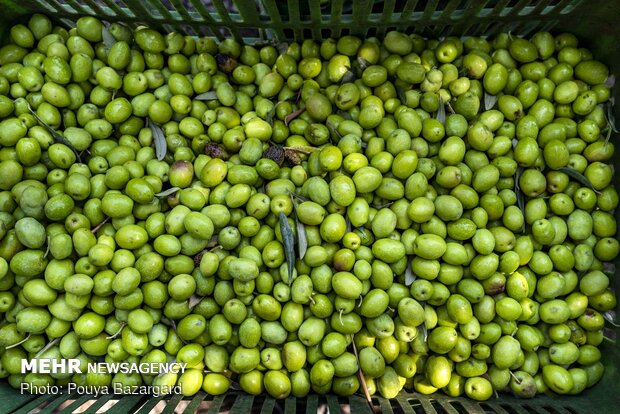 Olive harvest in Rudbar, N Iran