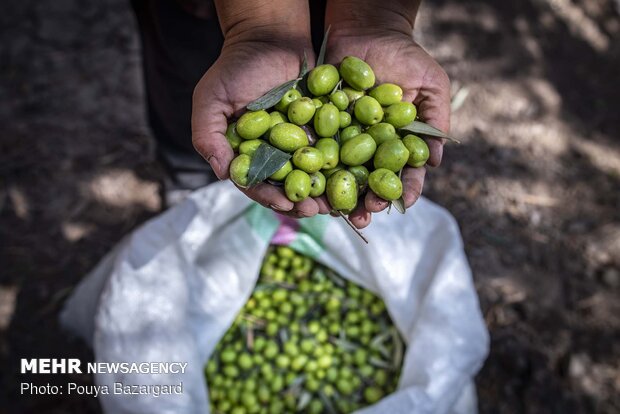 Olive harvest in Rudbar, N Iran