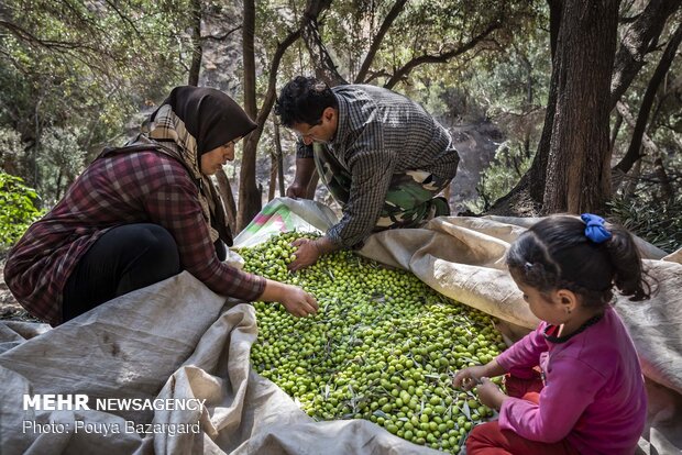 Olive harvest in Rudbar, N Iran