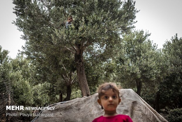 Olive harvest in Rudbar, N Iran