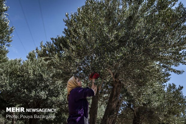 Olive harvest in Rudbar, N Iran