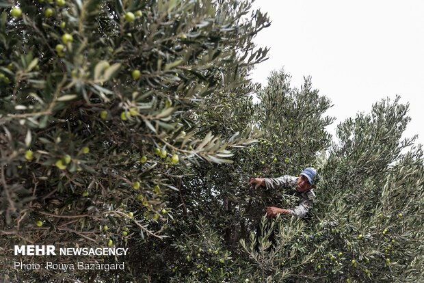 Olive harvest in Rudbar, N Iran
