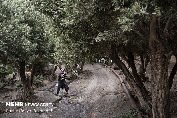 Olive harvest in Rudbar, N Iran