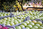 تصمیمات مهم ستاد تنظیم بازار برای باغداران سیب