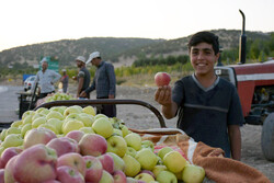 روزانه ۳ هزار تن سیب درختی از آذربایجان غربی صادر می شود