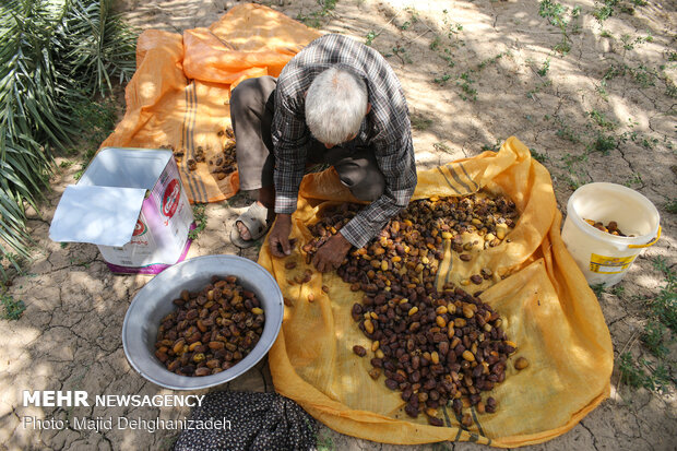 hurma hasadı