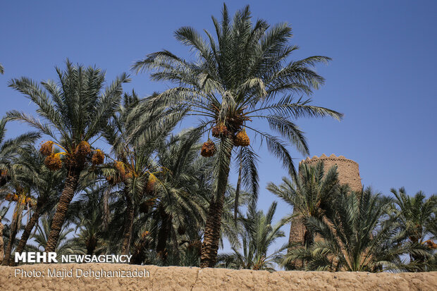 Date harvesting in Yazd