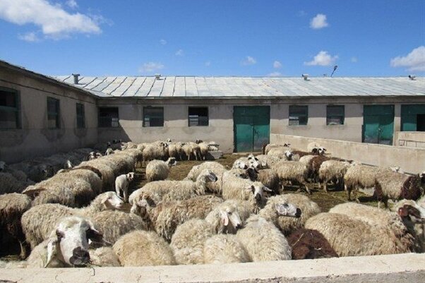 وزیر جهاد کشاورزی از طرح پرورش گوسفند پربازده در زنجان بازدید کرد