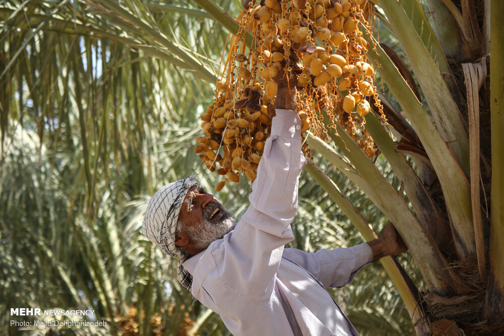 ۷۷ هزار تن خرما از نخیلات خوزستان برداشت شد